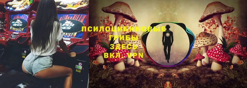 Псилоцибиновые грибы Magic Shrooms  наркотики  blacksprut tor  Светлоград 