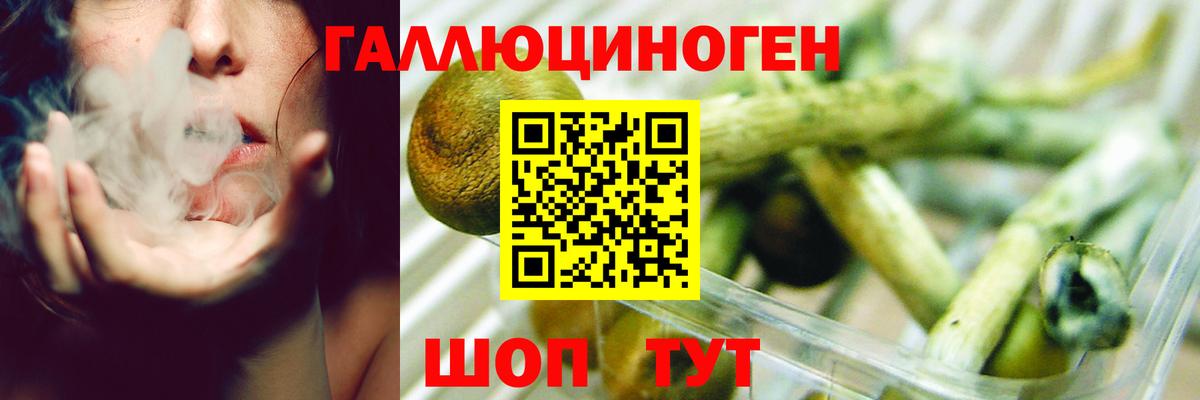 Галлюциногенные грибы Psilocybine cubensis Светлоград